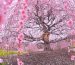 L'immagine di un albero di ciliegio in fiore con fiori rosa.