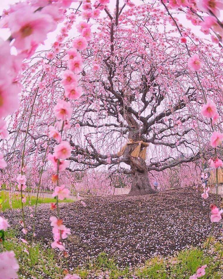 AGATA SAKURA FIORI DI CILIEGIO - Il Seme Di Cristallo