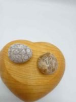Due CRISANTEMO CORALLO BURATTATO FOSSILE in una scatola a forma di cuore.