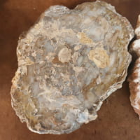 Slices of Fossilized Wood on a fossilized wood board.