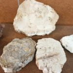 Una collezione di FETTE LEGNO FOSSILIZZATO su un tavolo.